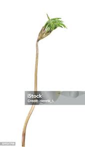 Attēlu rezultāti vaicājumam “Anemone nemorosa bud”