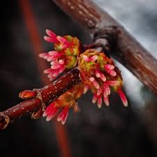 Attēlu rezultāti vaicājumam “Acer saccharinum bud”