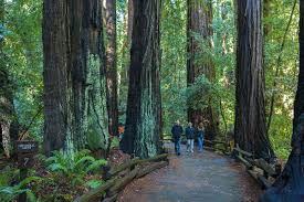 Image result for bohemian grove