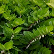 Attēlu rezultāti vaicājumam “Polygonatum odoratum”