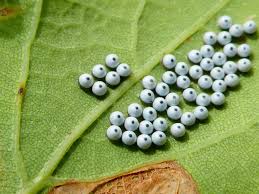 Attēlu rezultāti vaicājumam “Phalera bucephala imago”