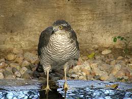 Attēlu rezultāti vaicājumam “Accipiter nisus”