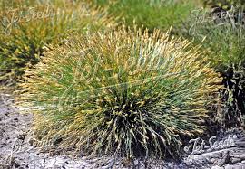 Attēlu rezultāti vaicājumam “Carex davalliana”