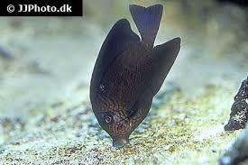 Image result for Ctenochaetus hawaiiensis