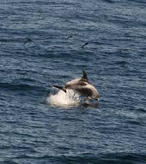 Image result for Lagenorhynchus albirostris