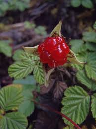 Attēlu rezultāti vaicājumam “Rubus saxatilis fruit”