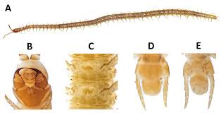 Attēlu rezultāti vaicājumam “Ommatoiulus vilnensis”