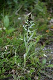 Attēlu rezultāti vaicājumam “Gnaphalium sylvaticum flower”