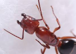 Attēlu rezultāti vaicājumam “Anthostoma decipiens”