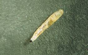 Attēlu rezultāti vaicājumam “Sciaridae”