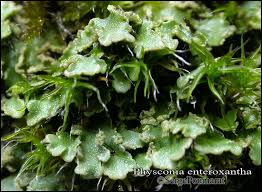 Attēlu rezultāti vaicājumam “Physconia enteroxantha”