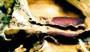 Attēlu rezultāti vaicājumam “Peltigera polydactylon”