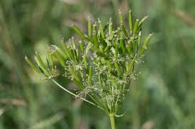 Image result for Chaerophyllum aureum