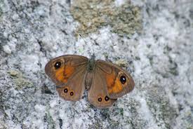 Attēlu rezultāti vaicājumam “Lasiommata maera underside”