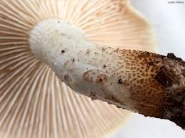 Attēlu rezultāti vaicājumam “Lentinus lepideus”