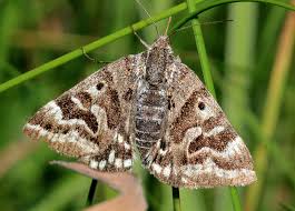 Attēlu rezultāti vaicājumam “Callistege mi”