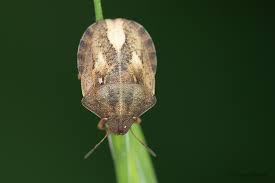 Attēlu rezultāti vaicājumam “Eurygaster testudinaria imago”