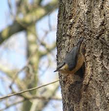 Attēlu rezultāti vaicājumam “Sitta europaea nest”