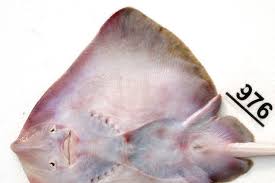 Image result for Raja polystigma