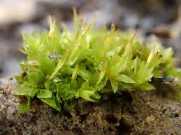 Attēlu rezultāti vaicājumam “Physcomitrium pyriforme”