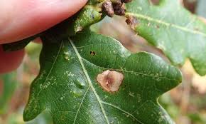 Attēlu rezultāti vaicājumam “Tischeria ekebladella”