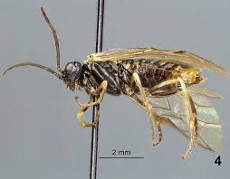 Attēlu rezultāti vaicājumam “Euura brevicornis larva”