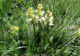 Attēlu rezultāti vaicājumam “Platanthera bifolia leaf”