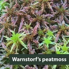 Attēlu rezultāti vaicājumam “Sphagnum warnstorfii”