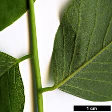 Attēlu rezultāti vaicājumam “Cladrastis kentukea leaf”