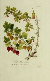 Attēlu rezultāti vaicājumam “Ribes uva-crispa flower”