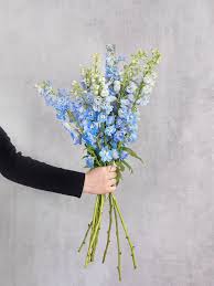 Image result for Rittersporn