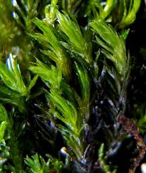 Attēlu rezultāti vaicājumam “Cinclidotus danubicus”