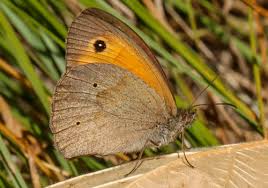 Attēlu rezultāti vaicājumam “Maniola jurtina male”