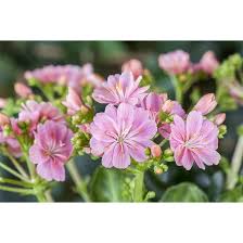 Image result for Bitterwurz