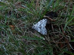 Attēlu rezultāti vaicājumam “Lymantria monacha imago”