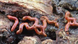 Attēlu rezultāti vaicājumam “Willkommlangea reticulata macro”