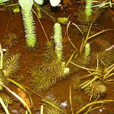 Attēlu rezultāti vaicājumam “Hippuridaceae”