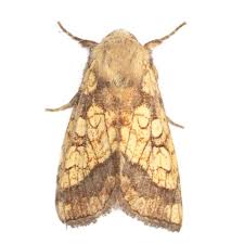 Attēlu rezultāti vaicājumam “Gortyna flavago”