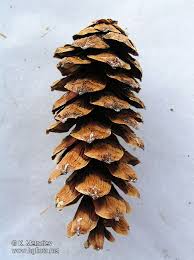 Attēlu rezultāti vaicājumam “Pinus peuce”