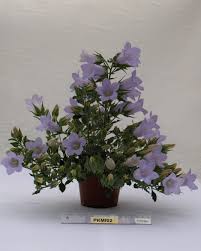 Image result for Campanula formanekiana