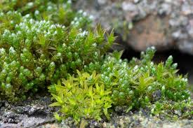 Attēlu rezultāti vaicājumam “Bryum”
