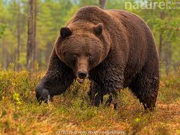 Attēlu rezultāti vaicājumam “Ursus arctos”