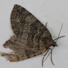 Attēlu rezultāti vaicājumam “Hydriomena furcata”