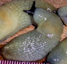 Attēlu rezultāti vaicājumam “Krynickillus melanocephalus”