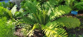 Attēlu rezultāti vaicājumam “Matteuccia struthiopteris”