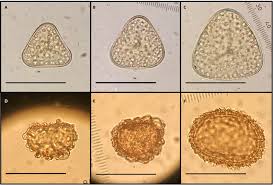 Attēlu rezultāti vaicājumam “Symphytocarpus trechisporus spores”