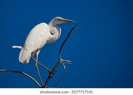 Attēlu rezultāti vaicājumam “Egretta alba”