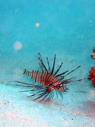 Image result for Pterois radiata