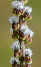 Attēlu rezultāti vaicājumam “Triglochin maritimum flower”