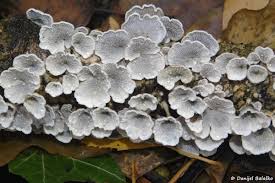 Attēlu rezultāti vaicājumam “Plicaturopsis crispa”